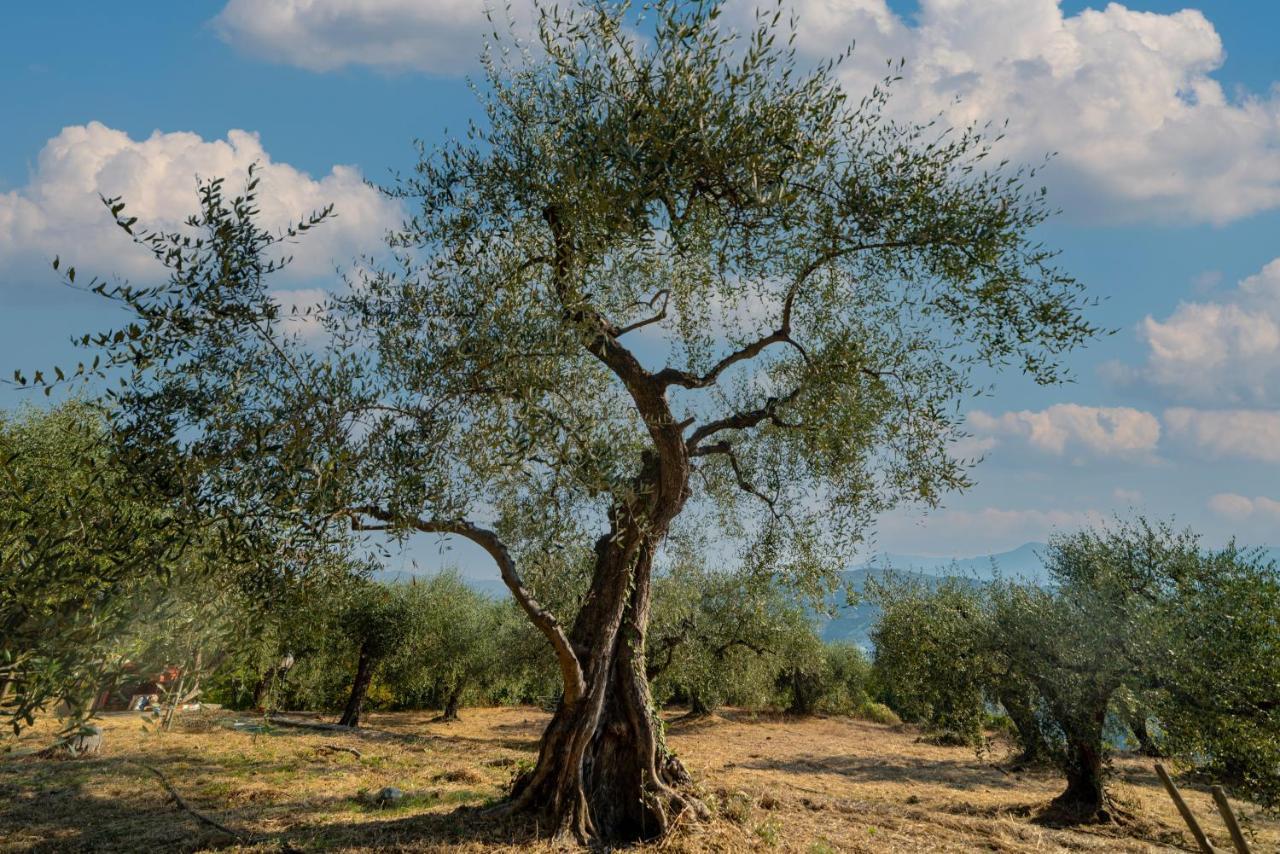Casetta Maduneta Immersa In Un Oliveto Dolceacqua Exterior photo